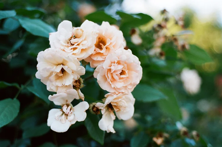 Roses by Natalie Seeboth | THE PLACE HOME