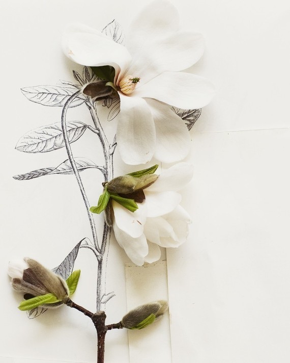 Flora by Kari Herer | THE PLACE HOME
