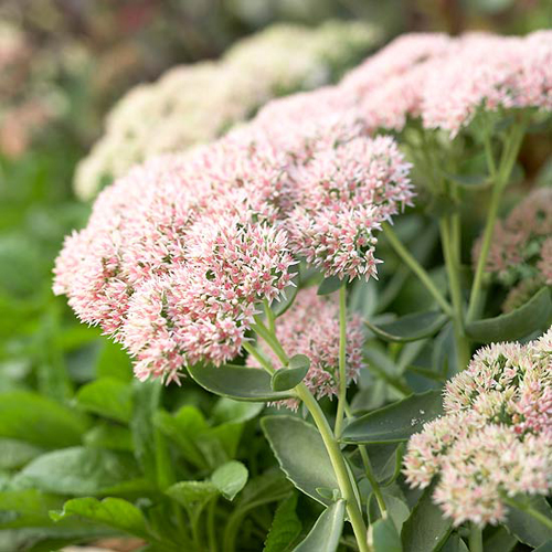 flower feature: autumn joy sedums august 28, 2015