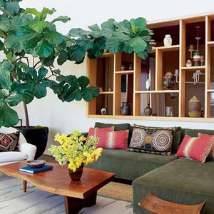 fiddle leaf fig | 8.6.2013