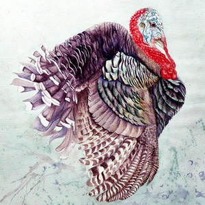 being thankful + turkey illustrations | 11.26.2014