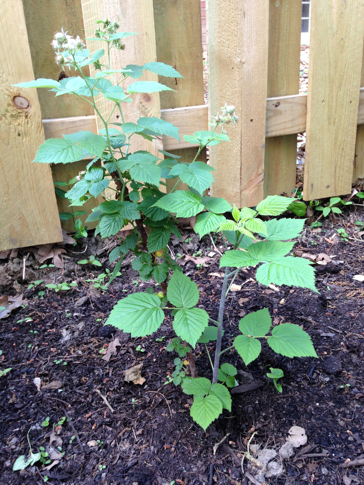 end of may garden report | 5.27.2015