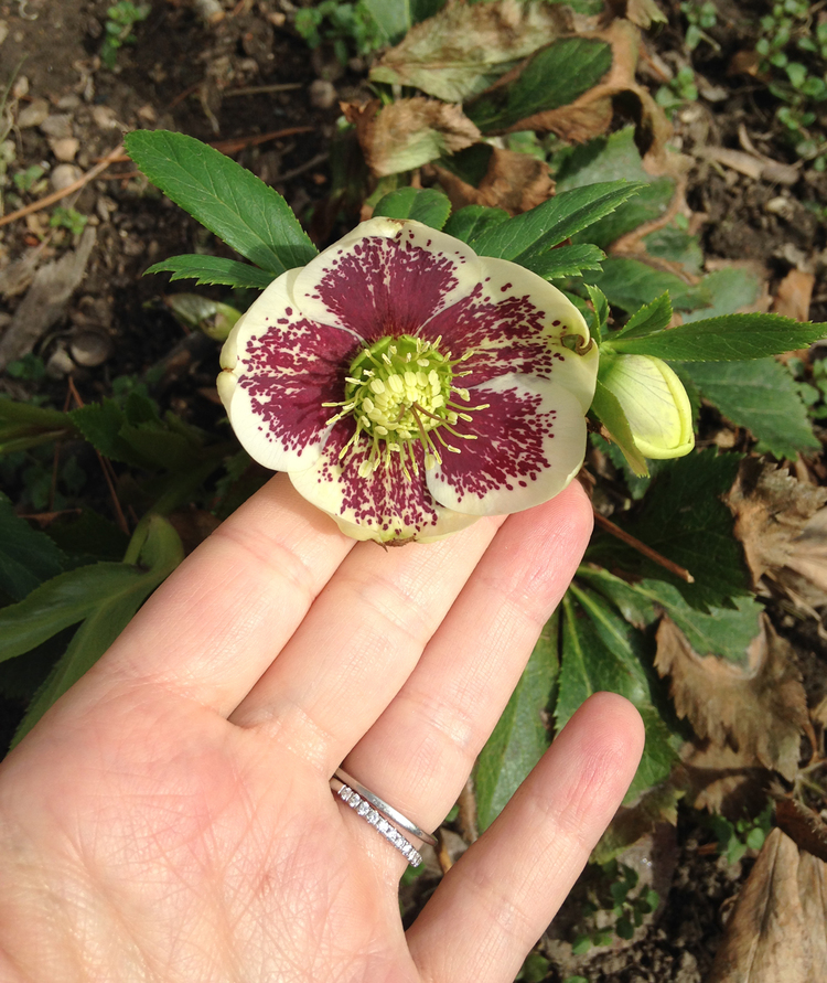 hellebore update | 3.2.2016