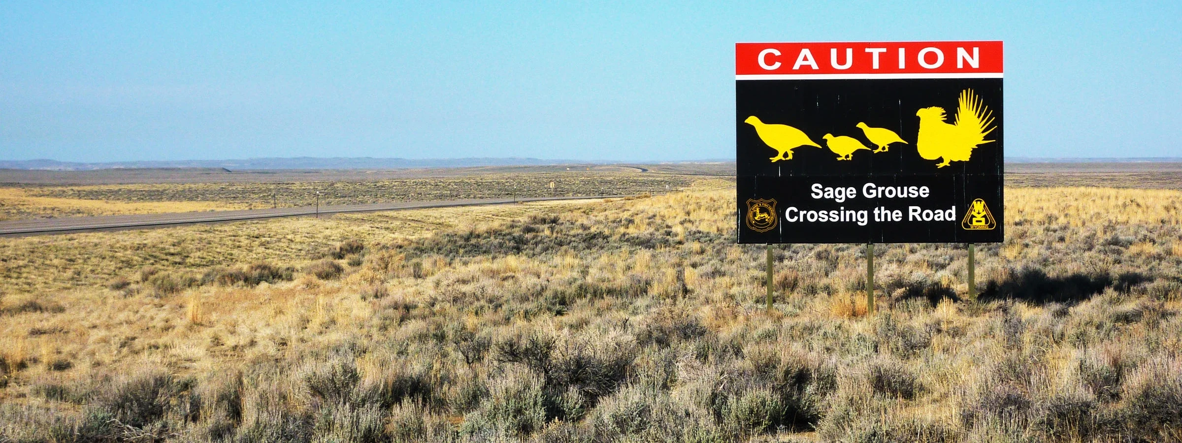 sage grouse.jpg
