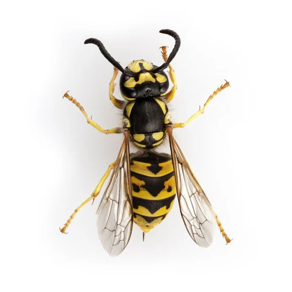 Buzz, buzz, buzz. Sting, sting, sting. Bite, bite, bite. Fun.