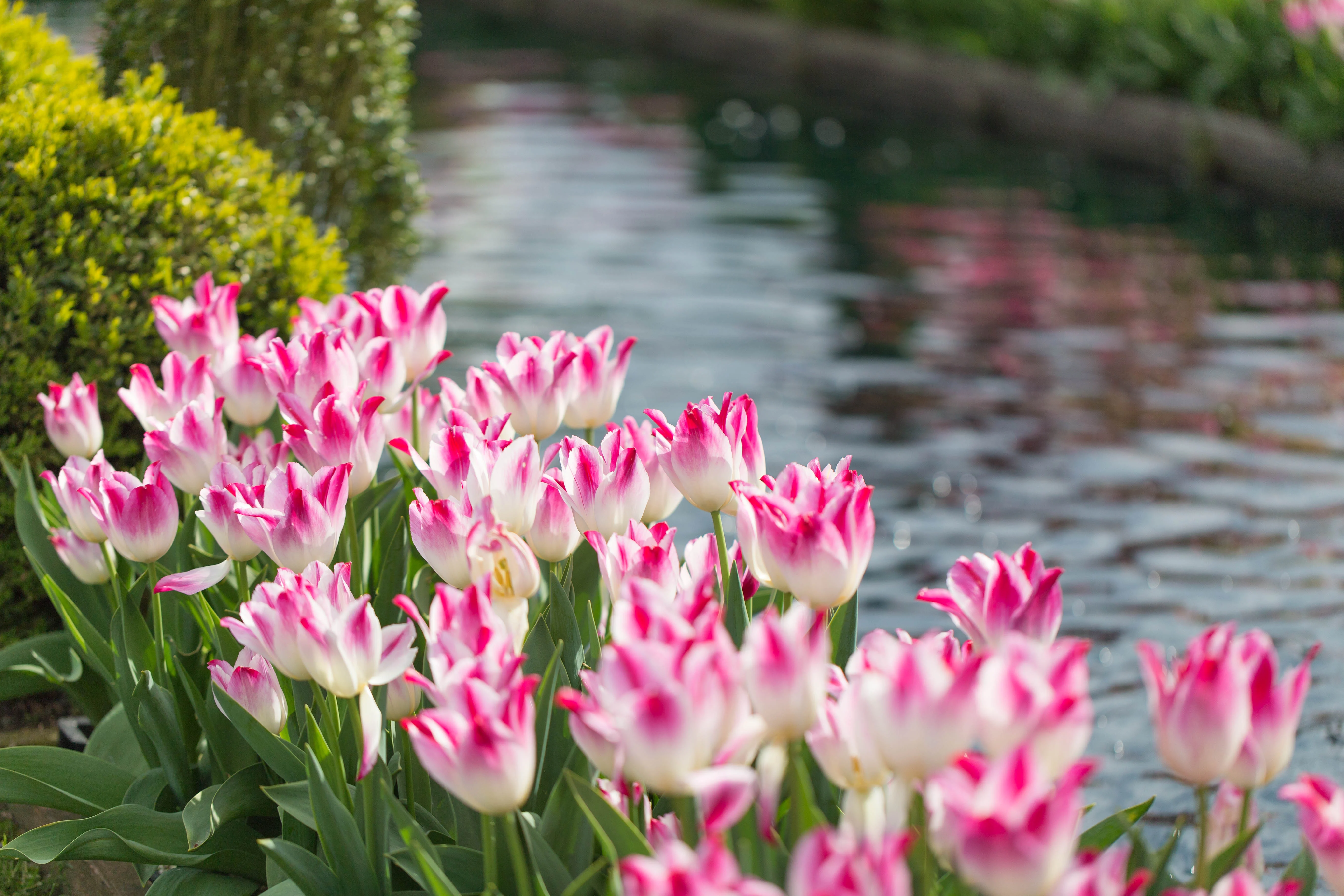 Final Round of Tulips!