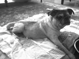 ethel good sit.jpg