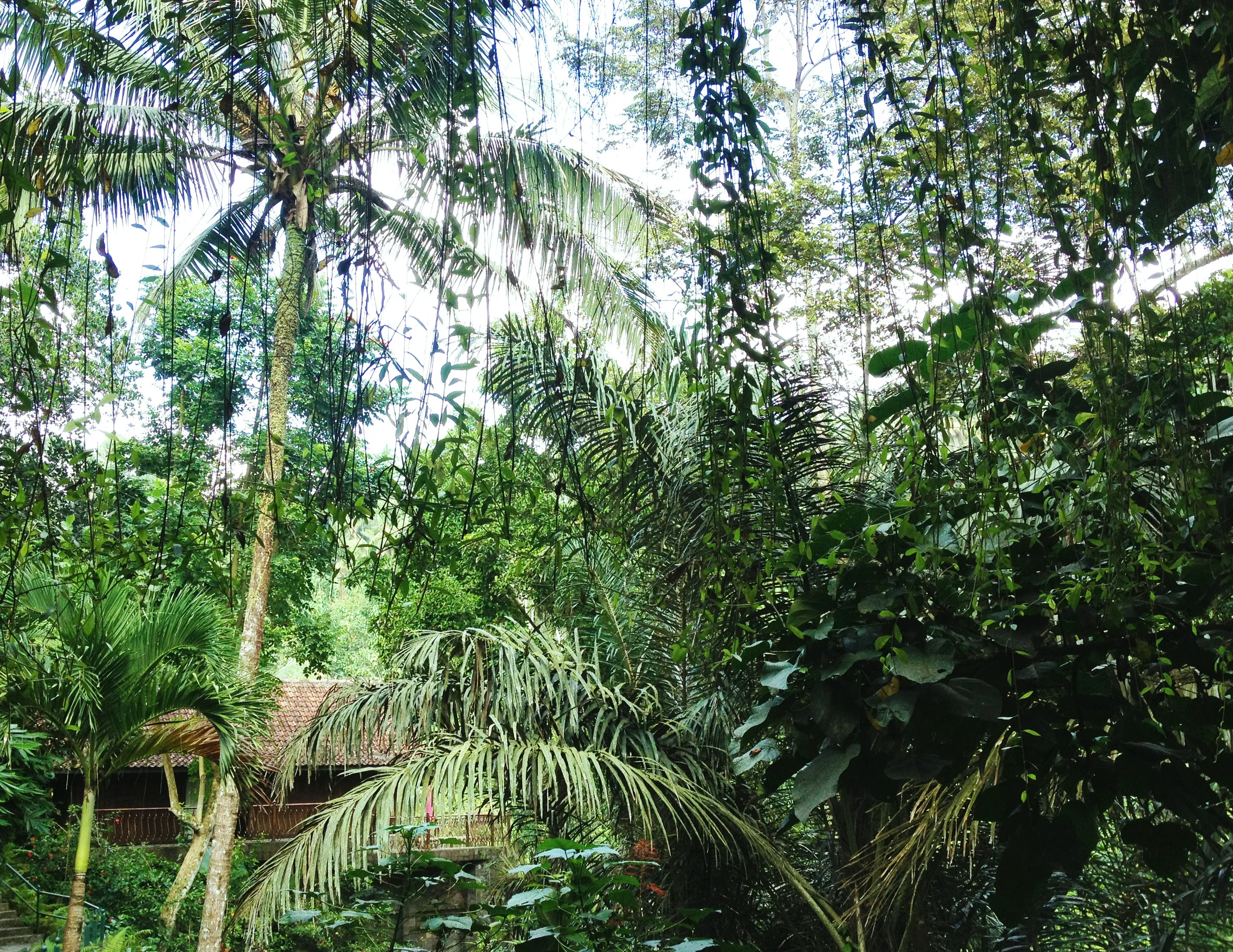 baliubud.jpeg