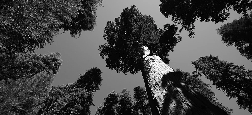 GST: digital currency as money