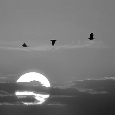 Challenging a discretionary decision of A Self Managed Superannuation Fund trustee in respect of the payment of a deceased member’s death benefits