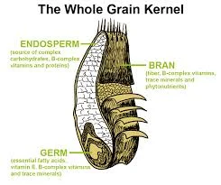 You see all that beautiful bran and that impressive, golden germ? All that is removed when the grain is refined! Sad face.