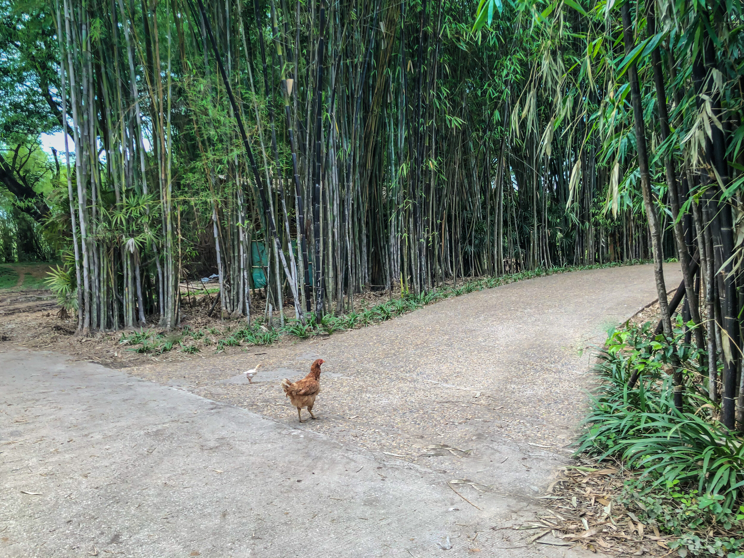 Chiang Rai Rooster