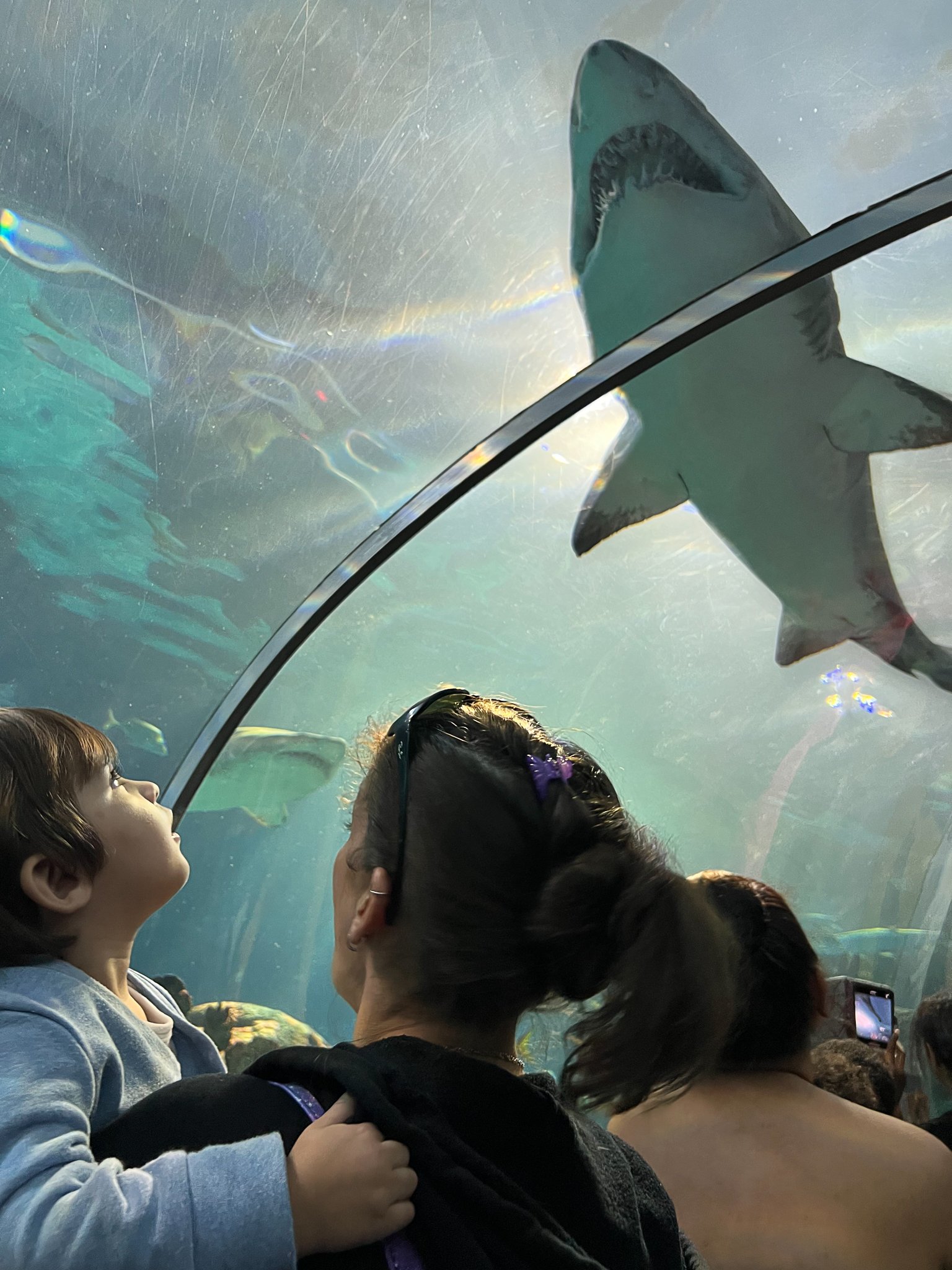 Sharks at the Aquarium