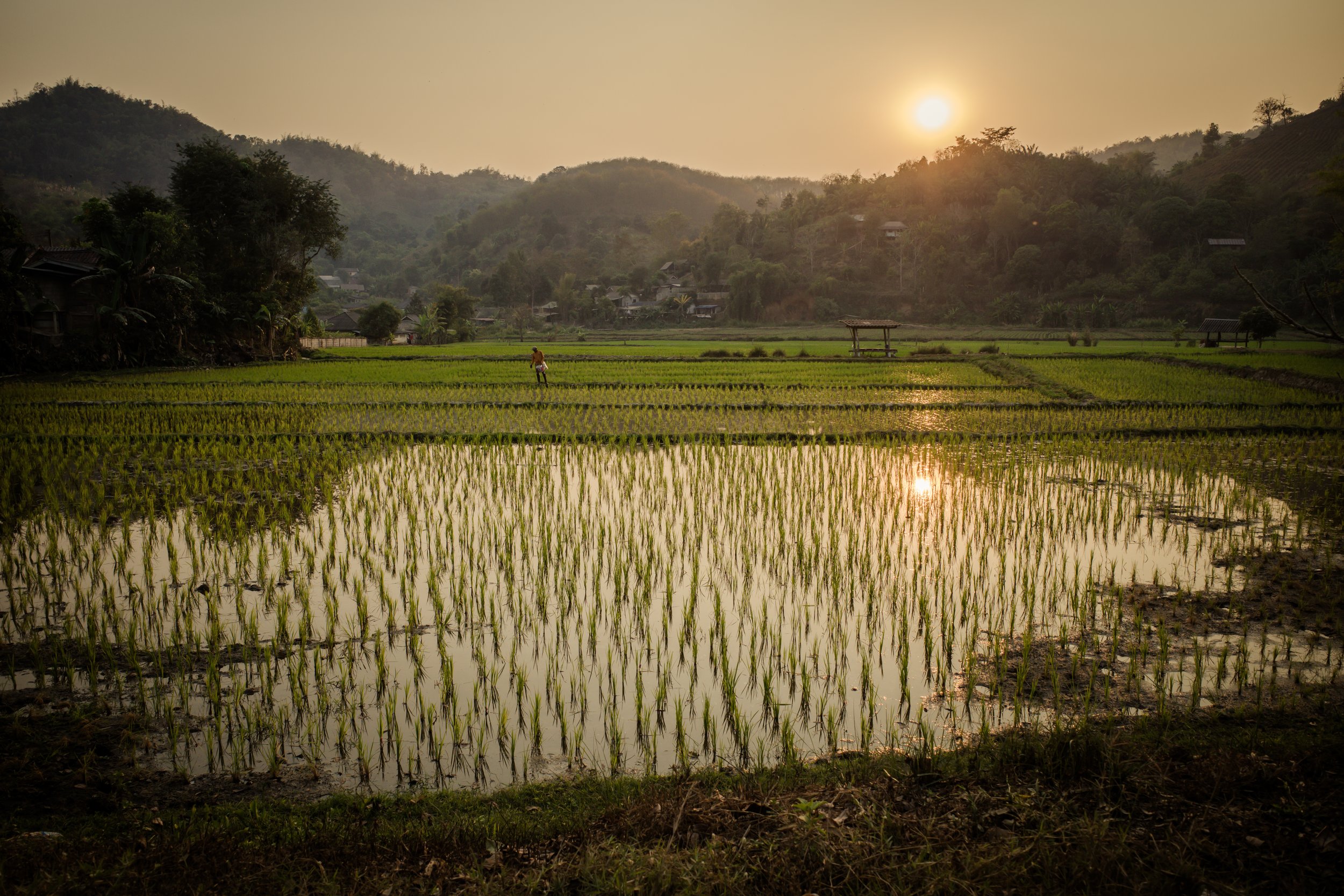 Rice Field Sunsets