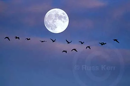 w_CanadaGeesemoon_lrg.jpg