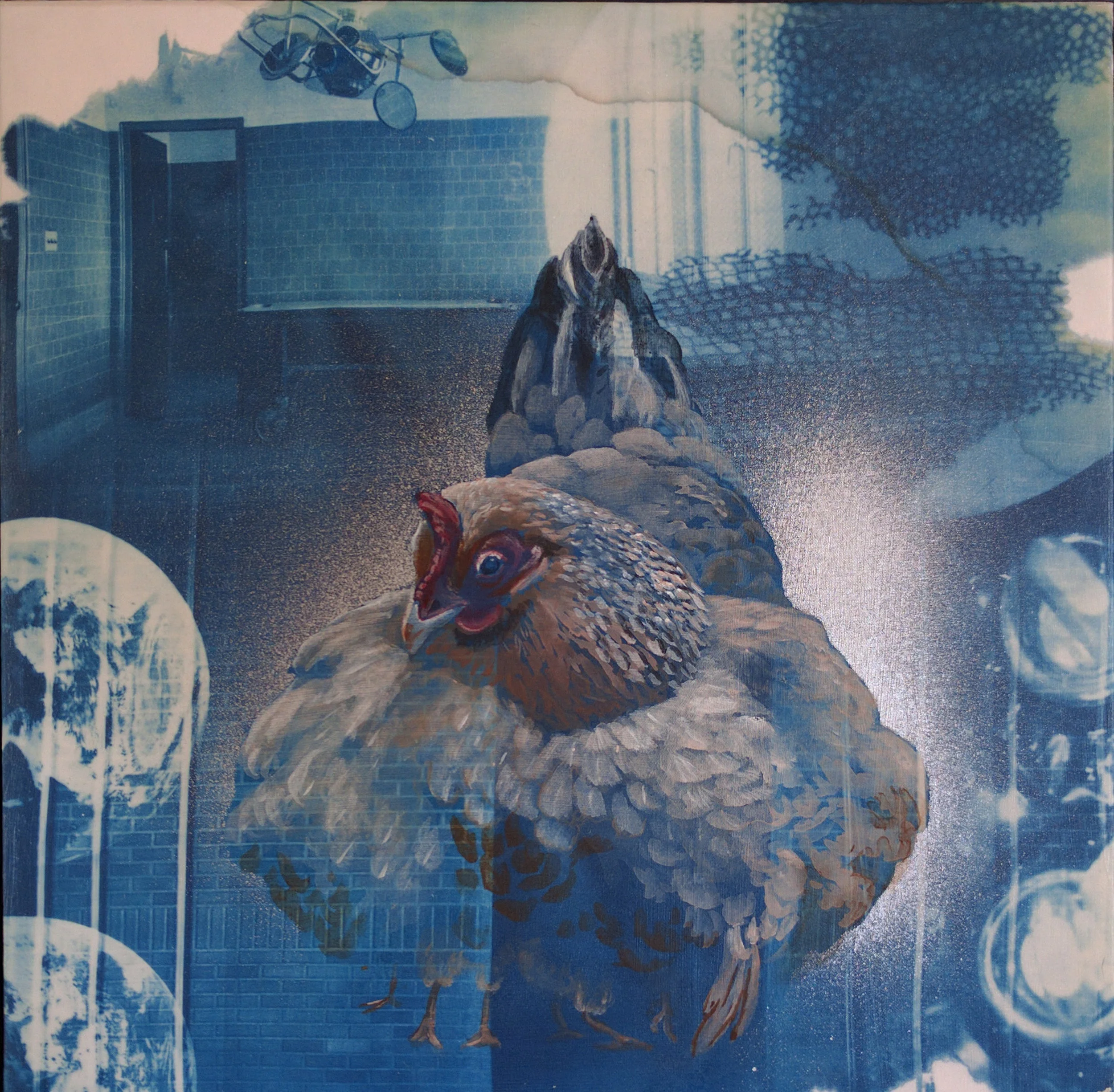 Nankin Bantam Chicken