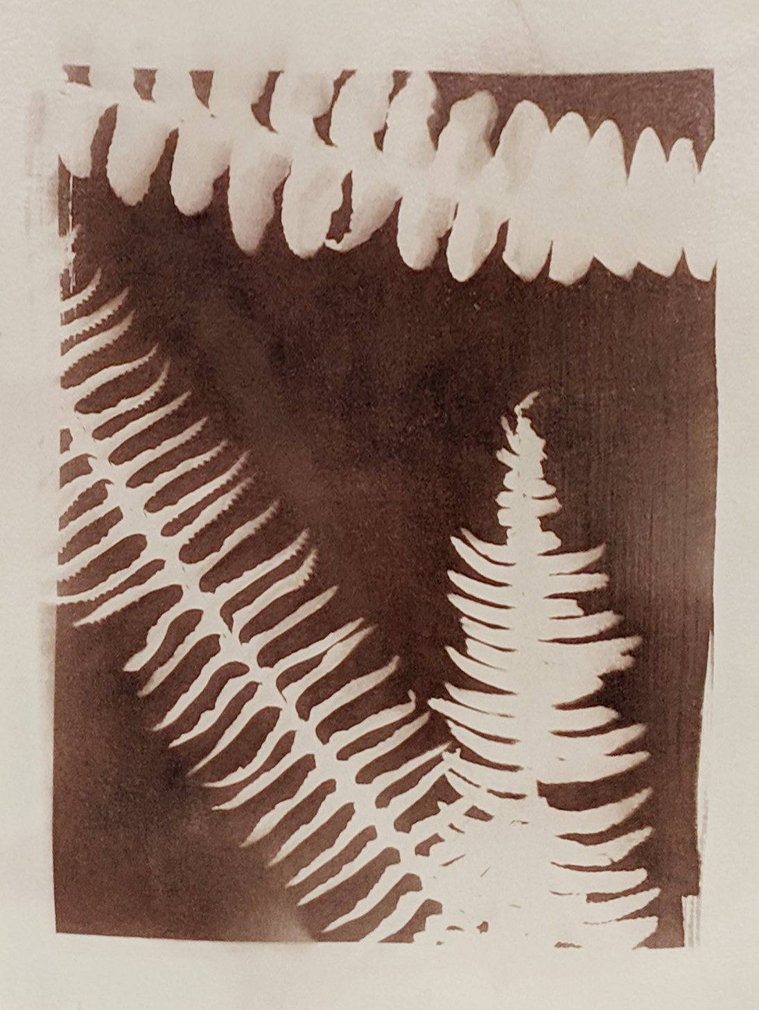 student work ferns.jpg