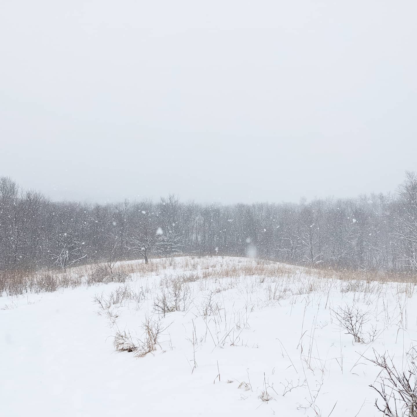 Pretty snow hike at Mc Farland Park today.