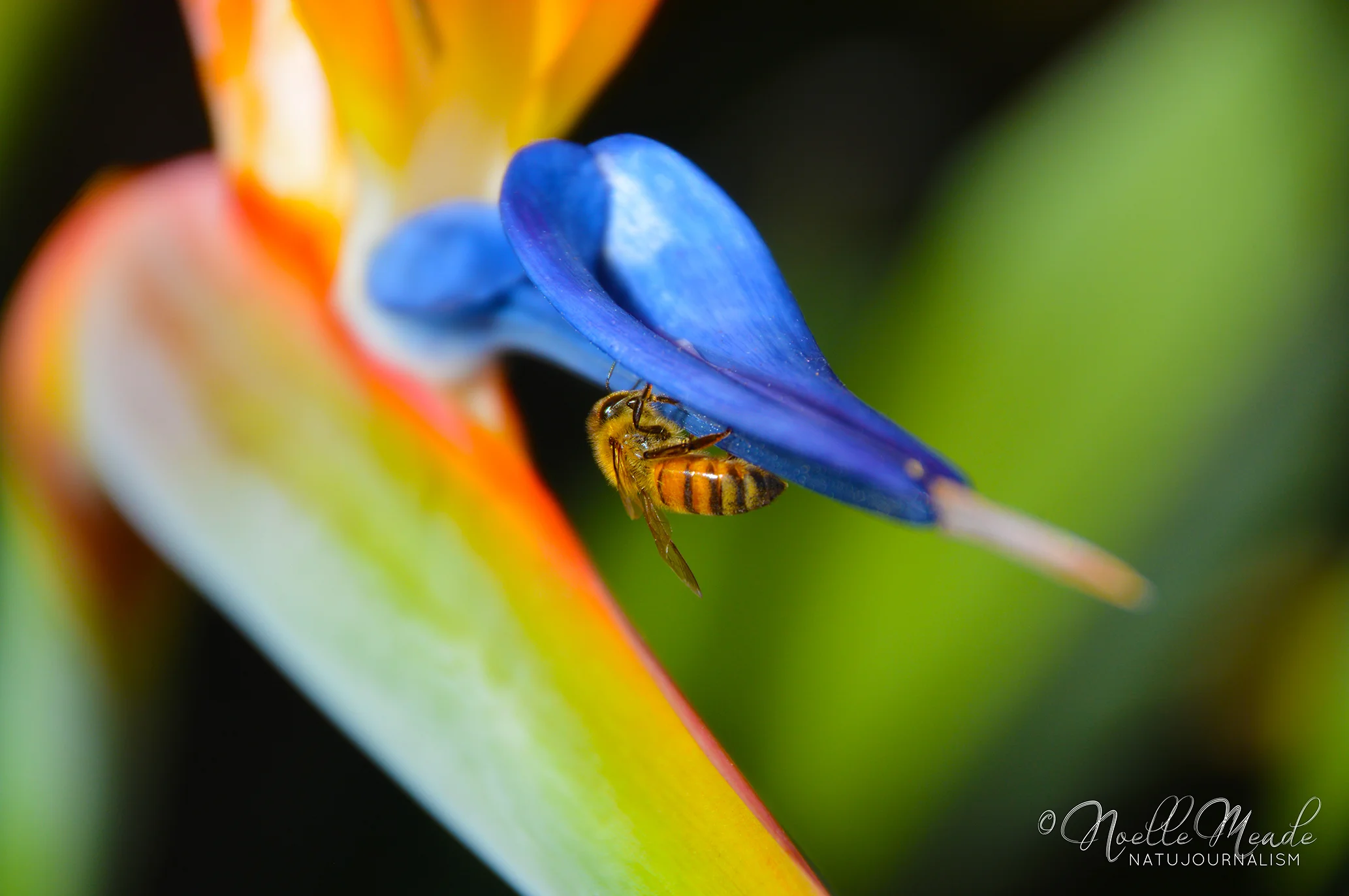 Beelinda_BirdParadise_1 web.jpg