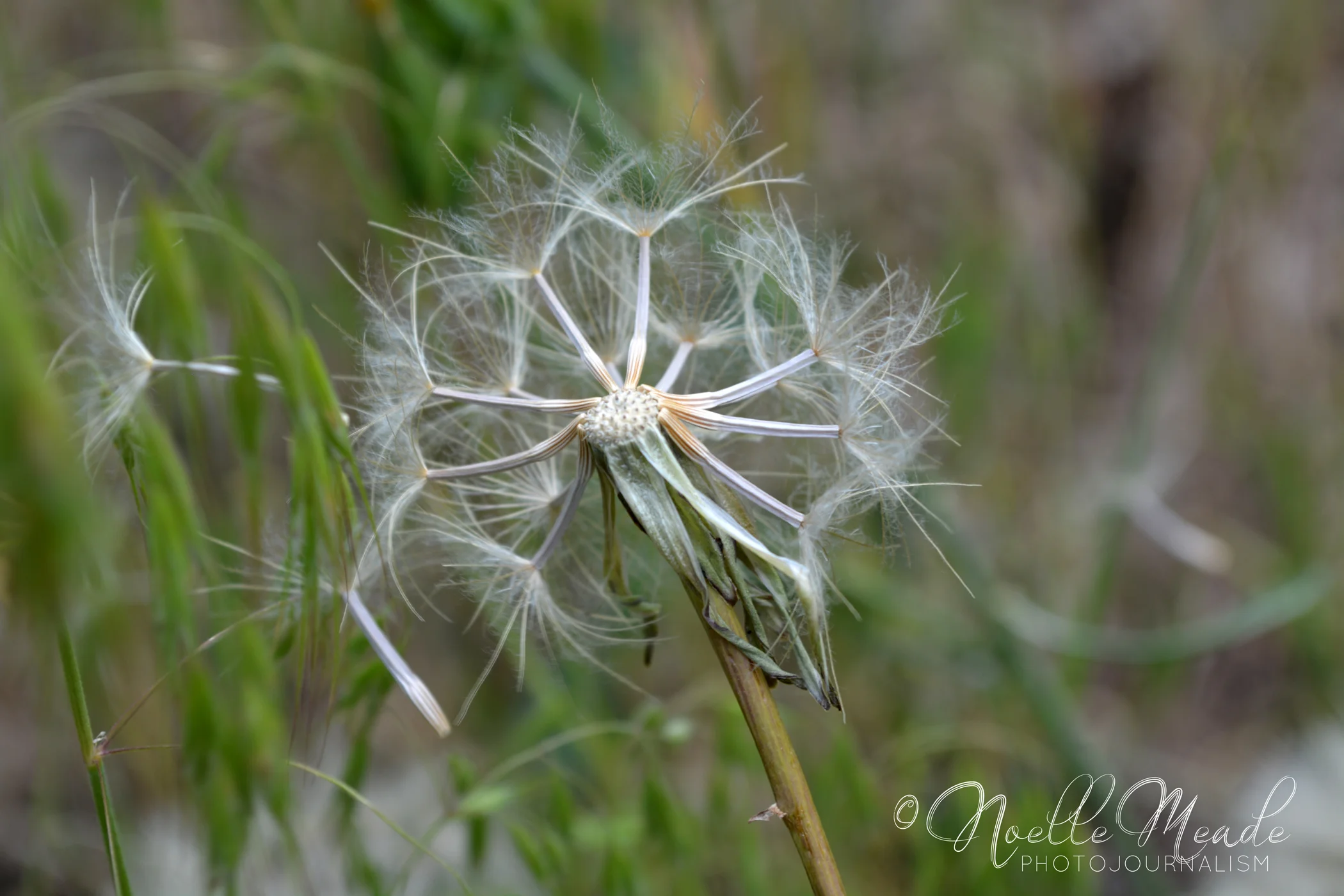 DANDELION MOON_web.jpg