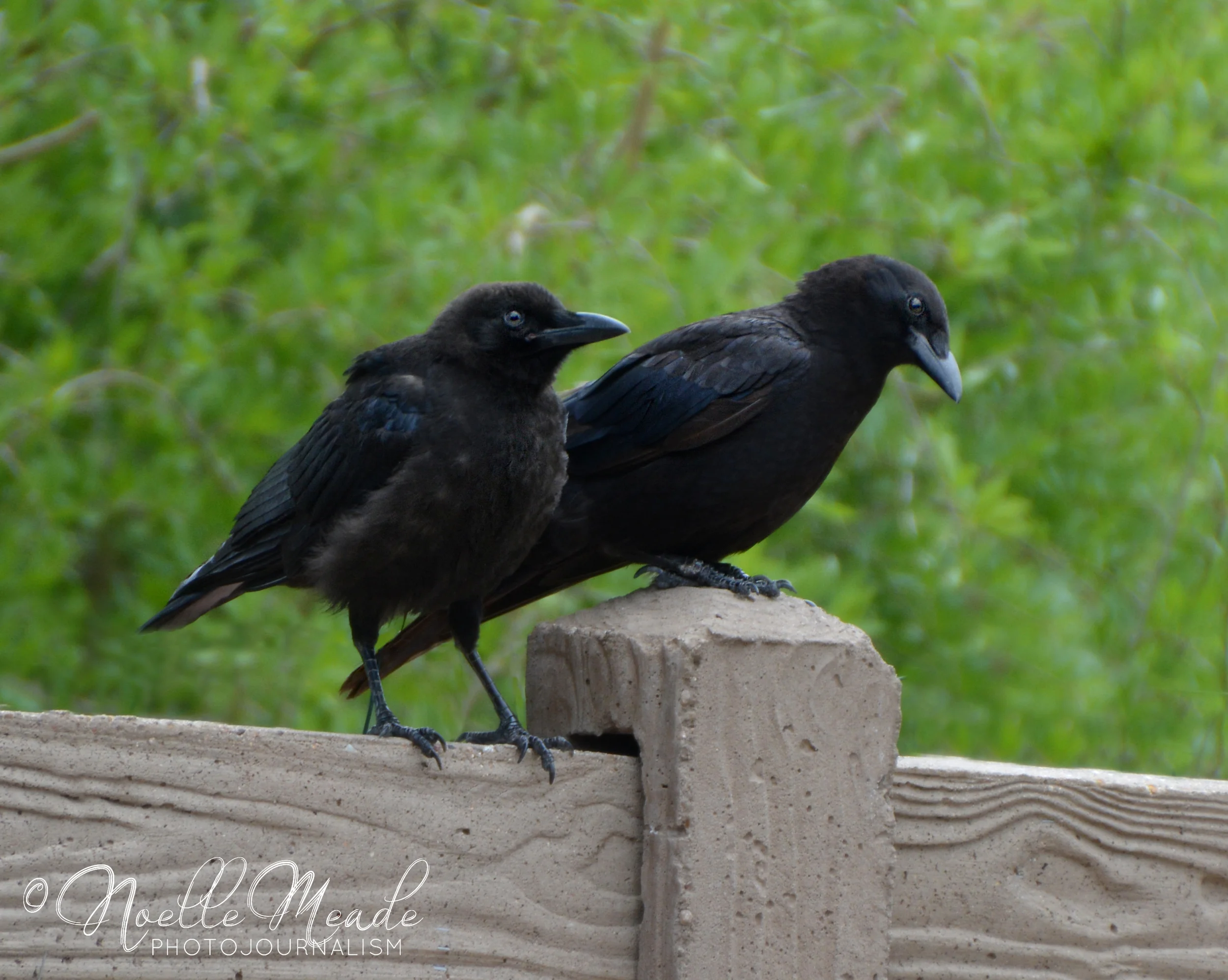 Crows2.jpg