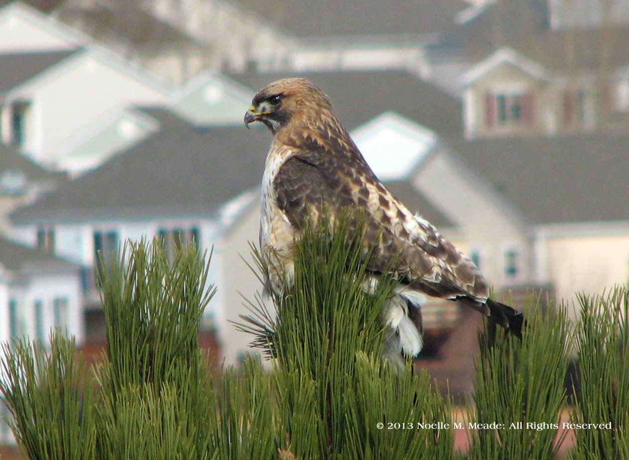 Noelle Meade_Red Tail Chiquitita.jpg