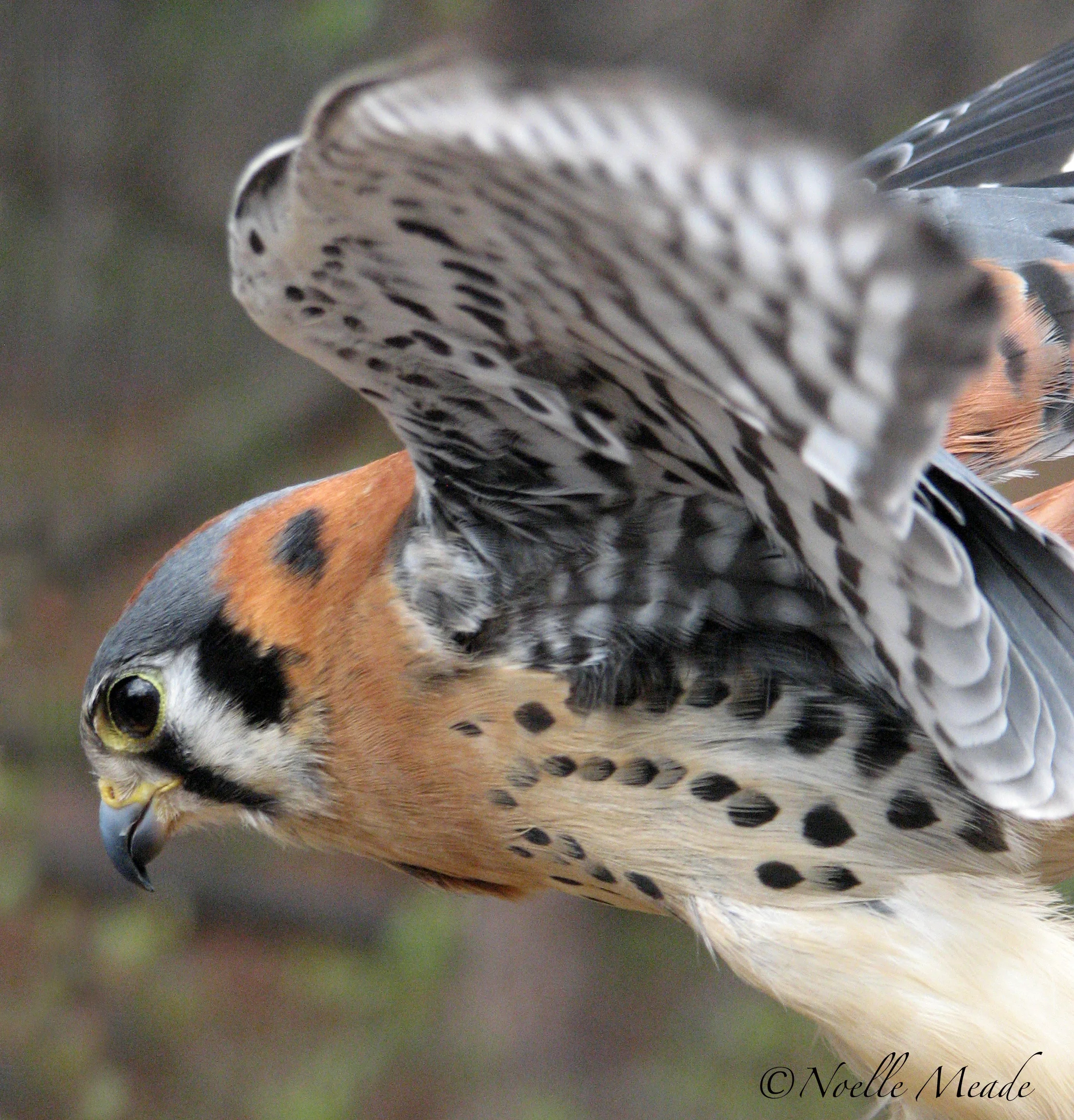 Noelle Meade_Kestral Action copy.jpg