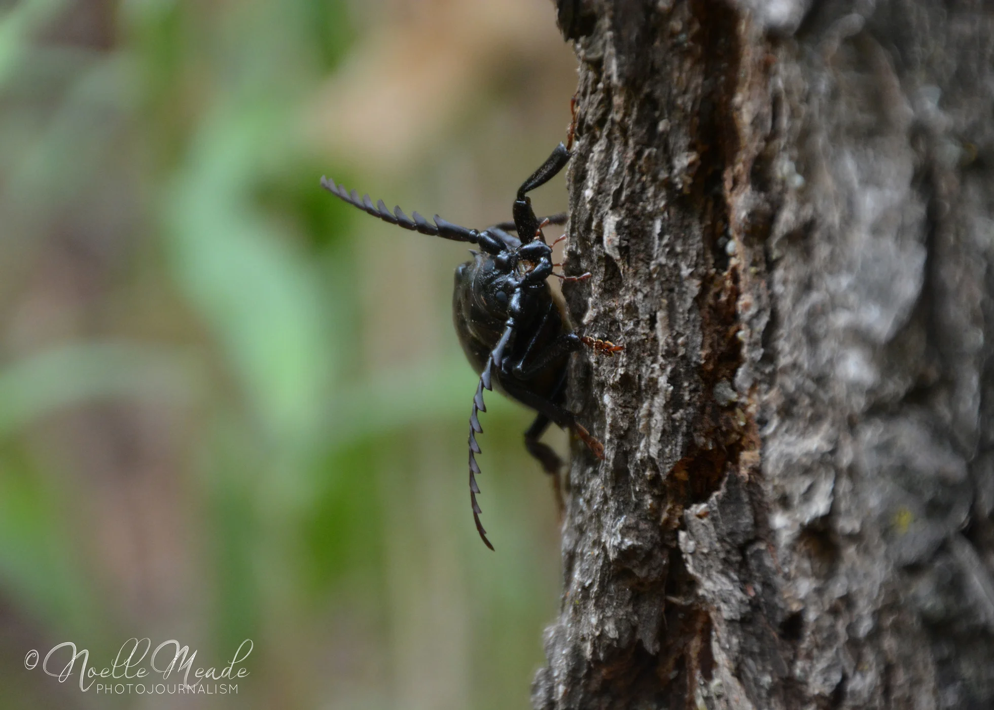 Beetle web.jpg