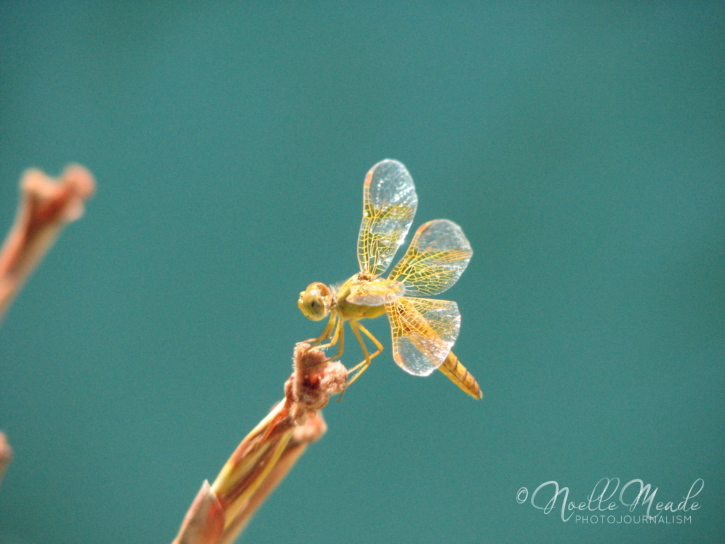 Damselfly.jpg