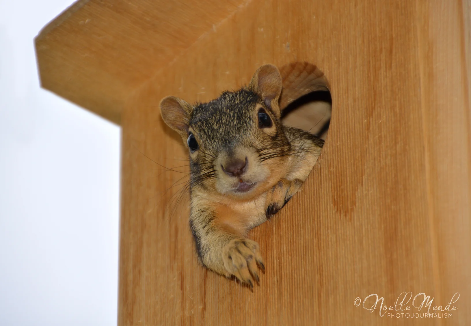Squirrel_11WEB.jpg