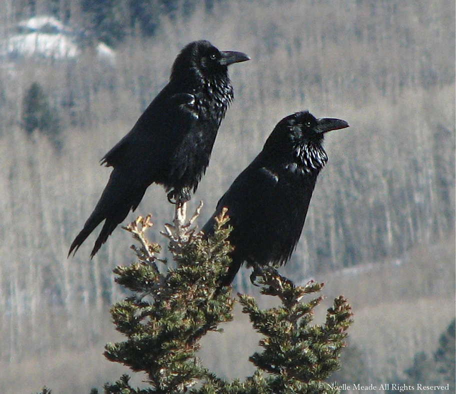 Two Majestic Crows WEB.jpg