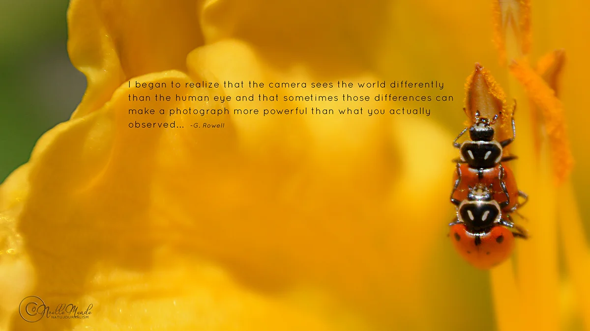 Ladybugs Mating WEBSITE.jpg