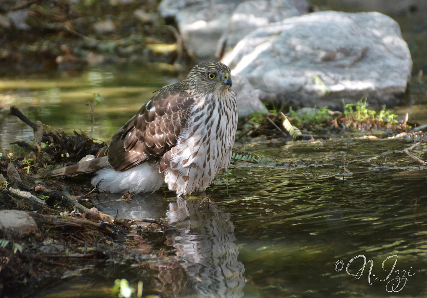 Cooper's Hawk.jpg