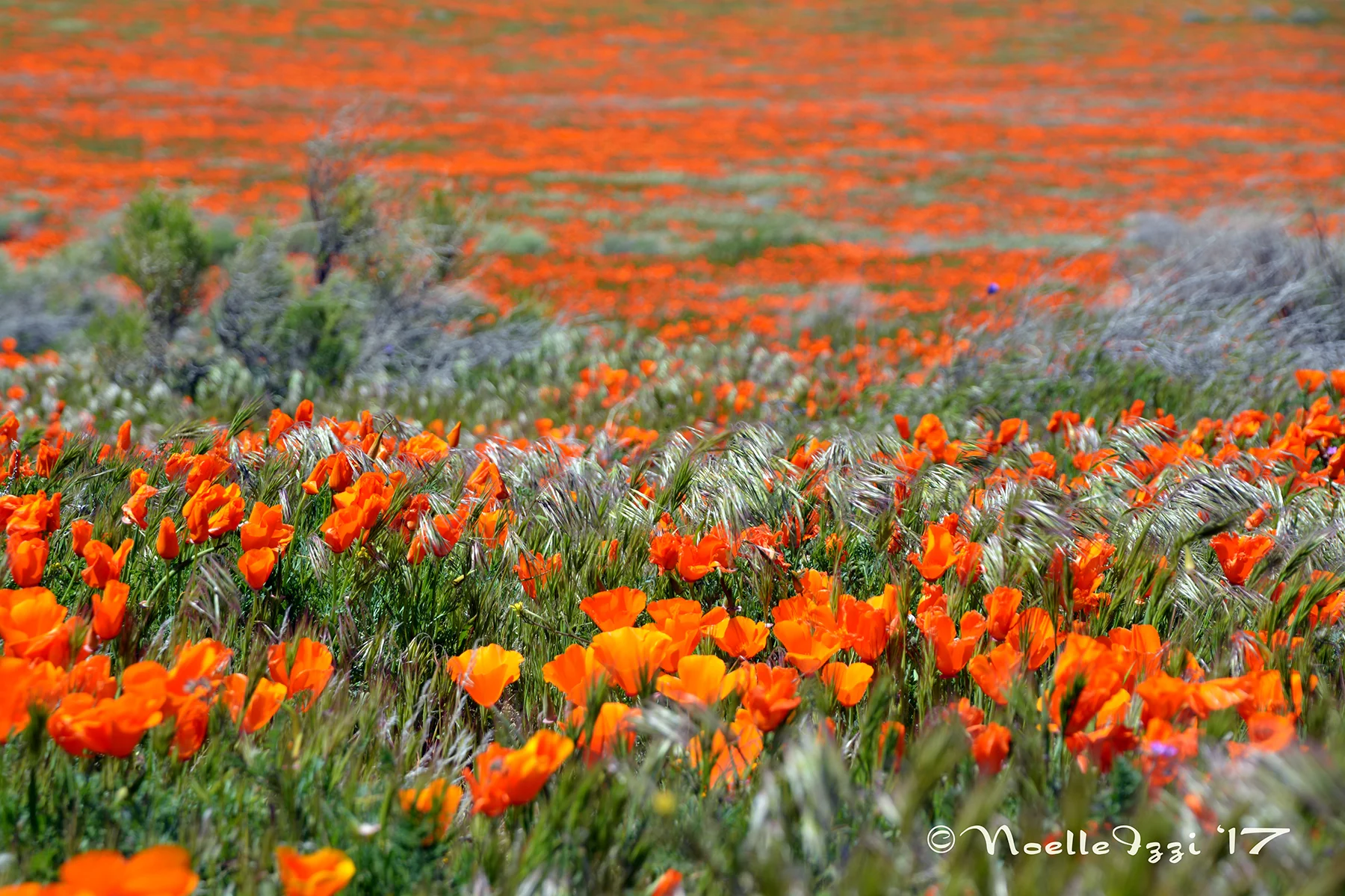 ORANGE JOY_2FOREGROUND_WEB.jpg