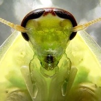 Close up of a preying mantis