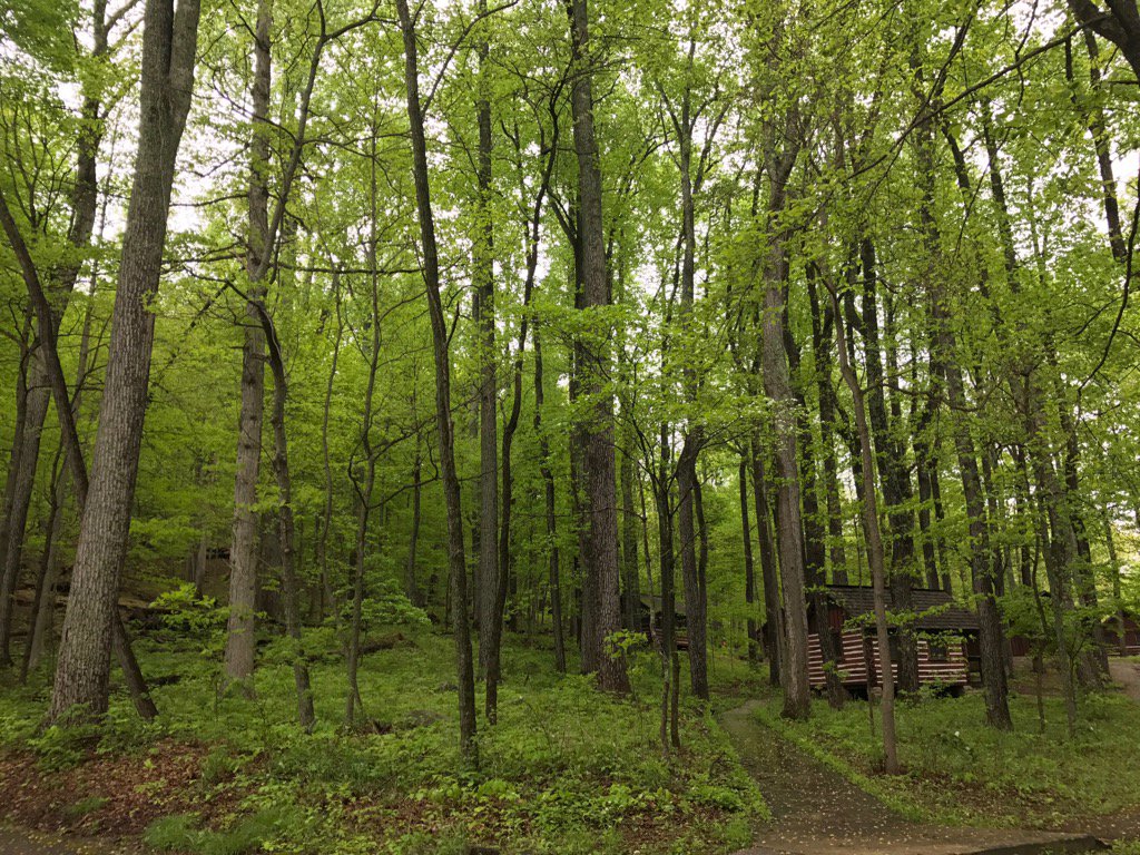  Beautiful secondary succession forest at Catoctin Mountain Park 