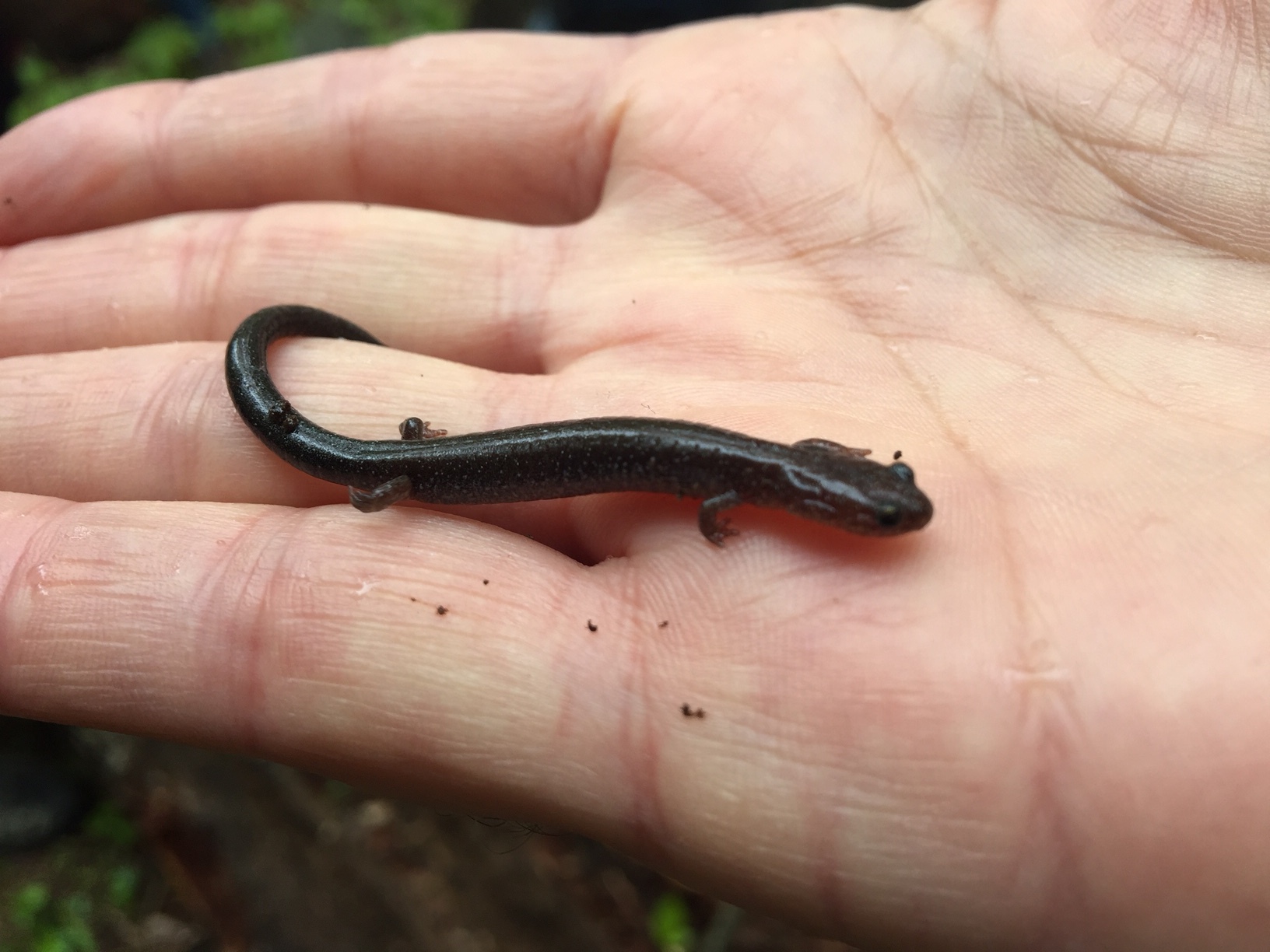  A handsome red-backed salamander (lead-back morph),  Plethodon cinereus  
