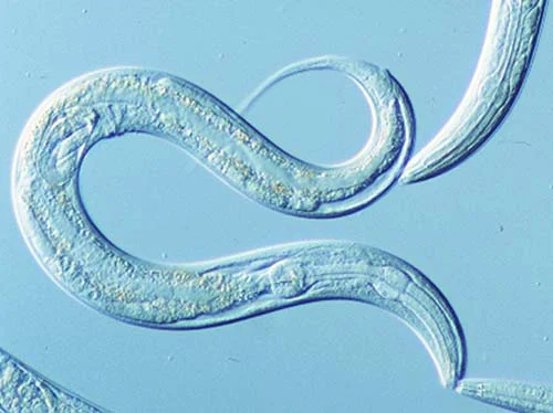 worm.jpg