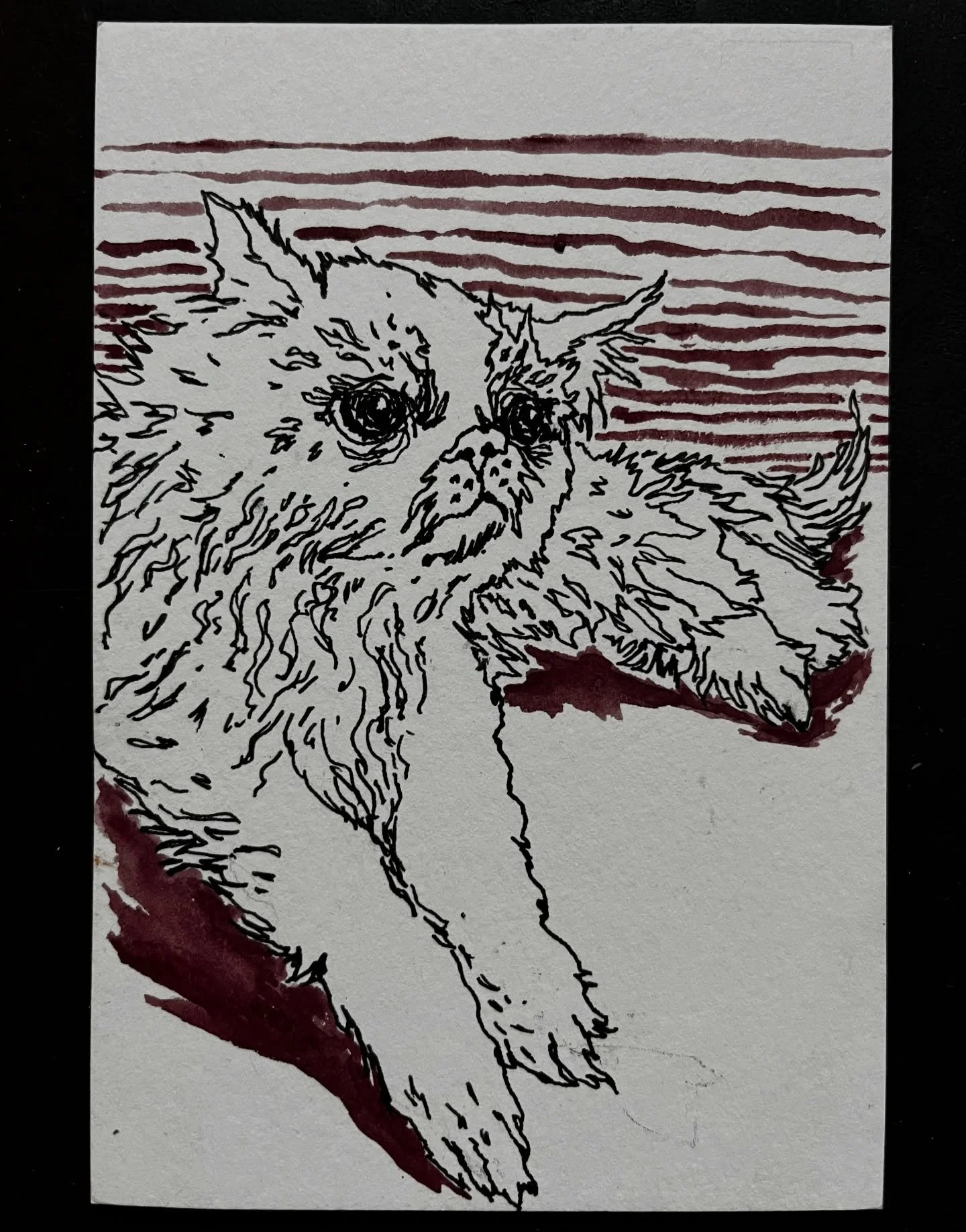 Name that cat
