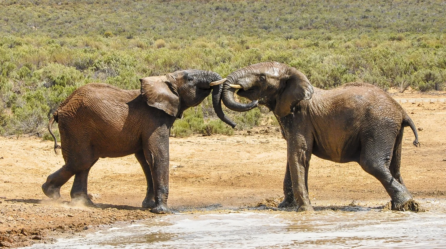 Playing Elephants