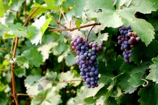 Grapes of Grace Vineyard