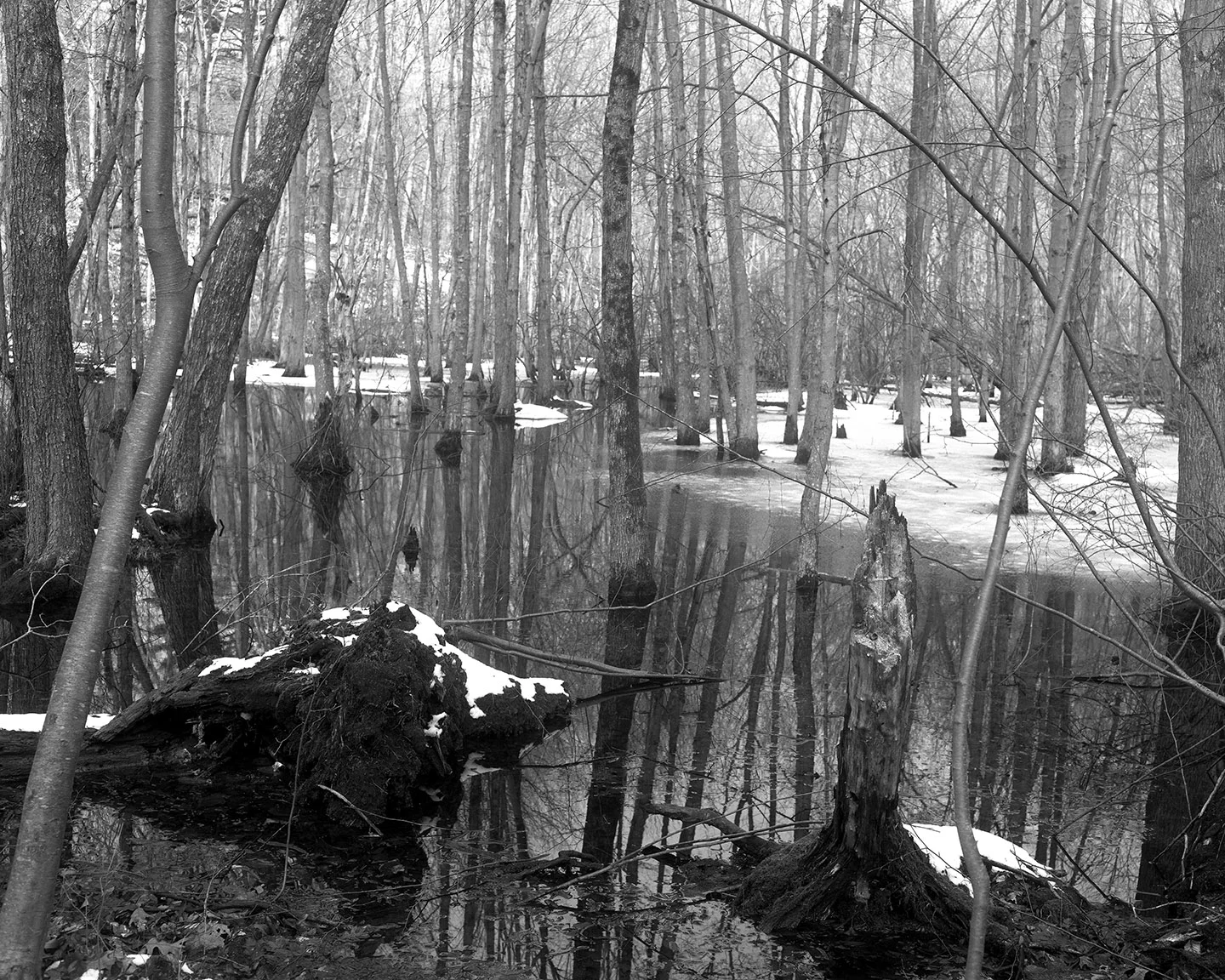 Lincoln Woods