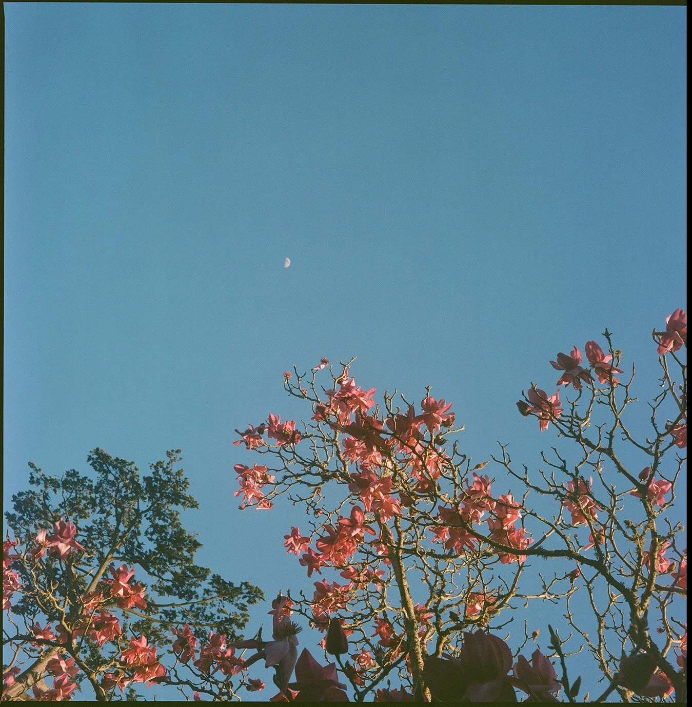 Pink Magnolia Moon (2025)