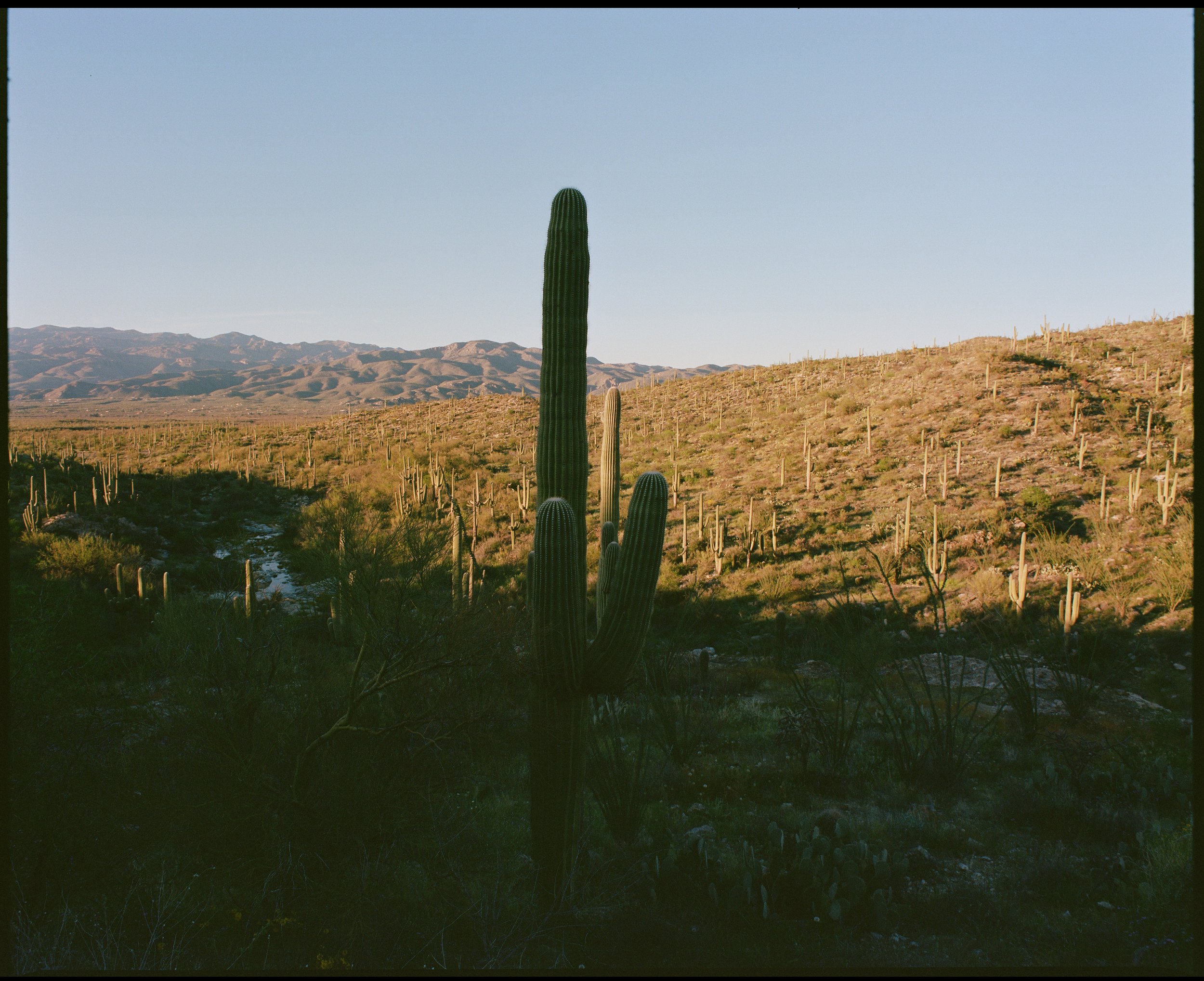 Tohono O’odham, O’odham Jeweḍ, Sobaipuri and Hohokam homeland (Saguaro National Park, AZ), April 4, 2024