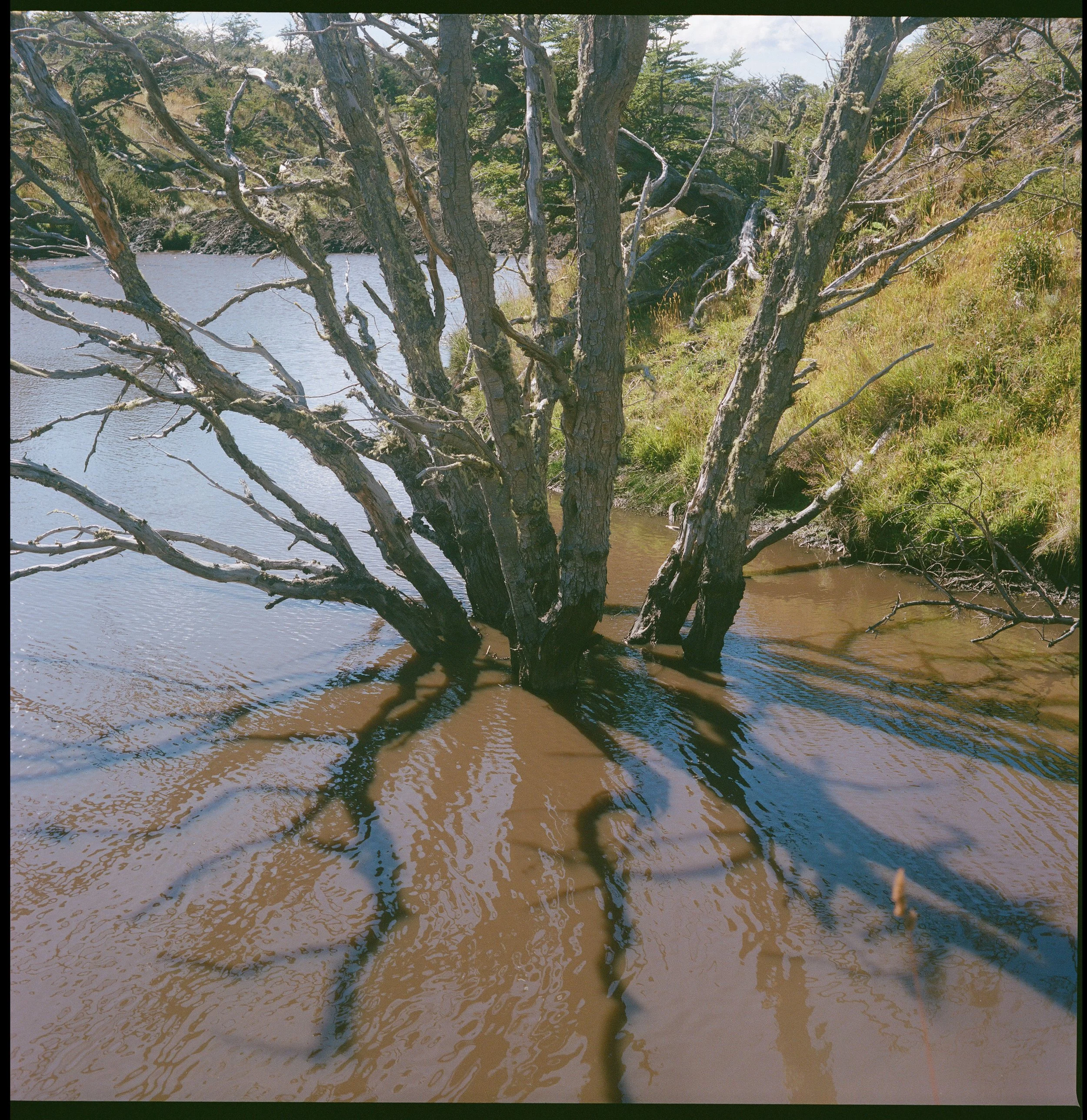 Flooded tree with shadows that feel backwards, also on Isla Martillo