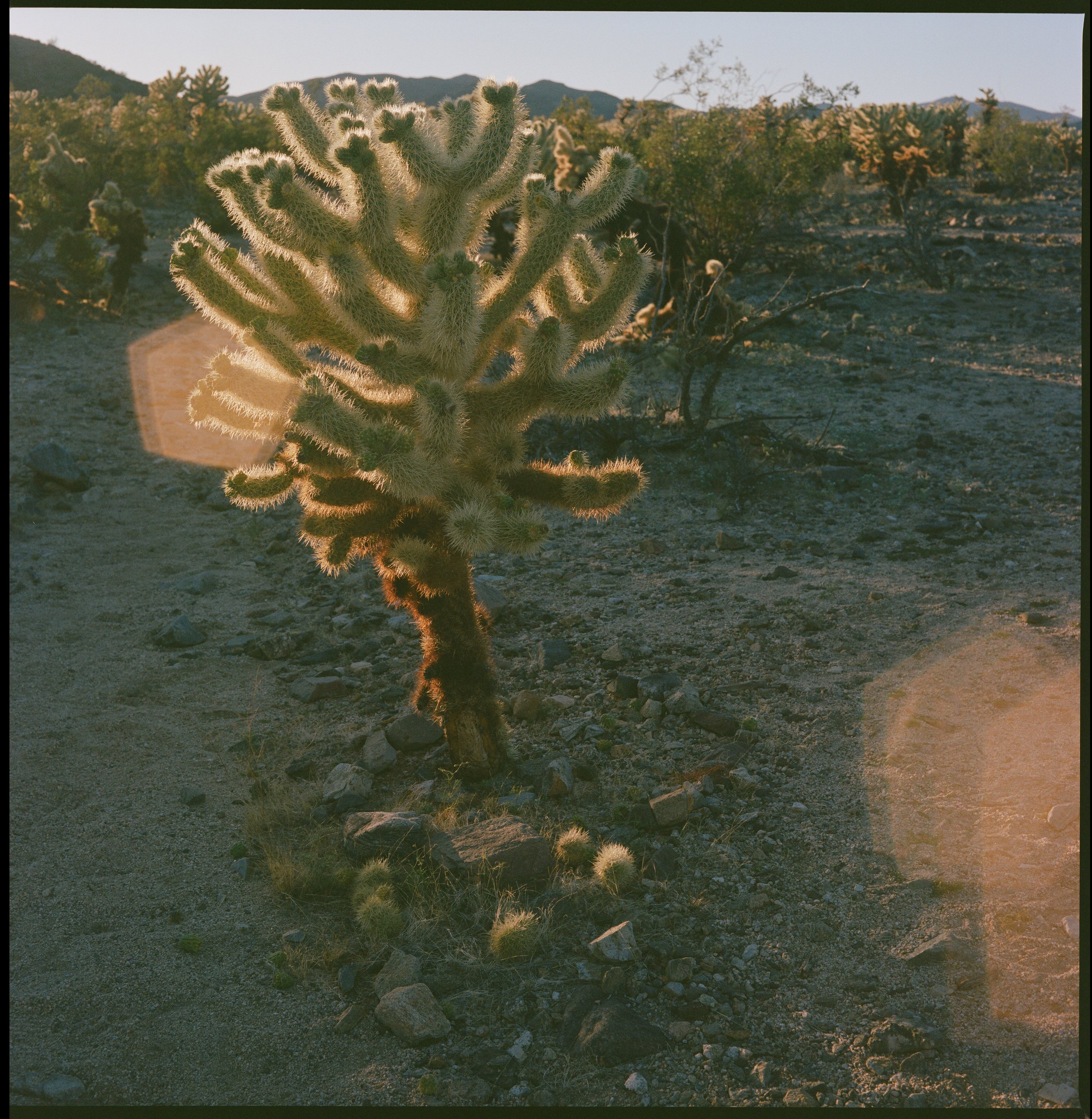 Golden Cholla, April 3, 2024