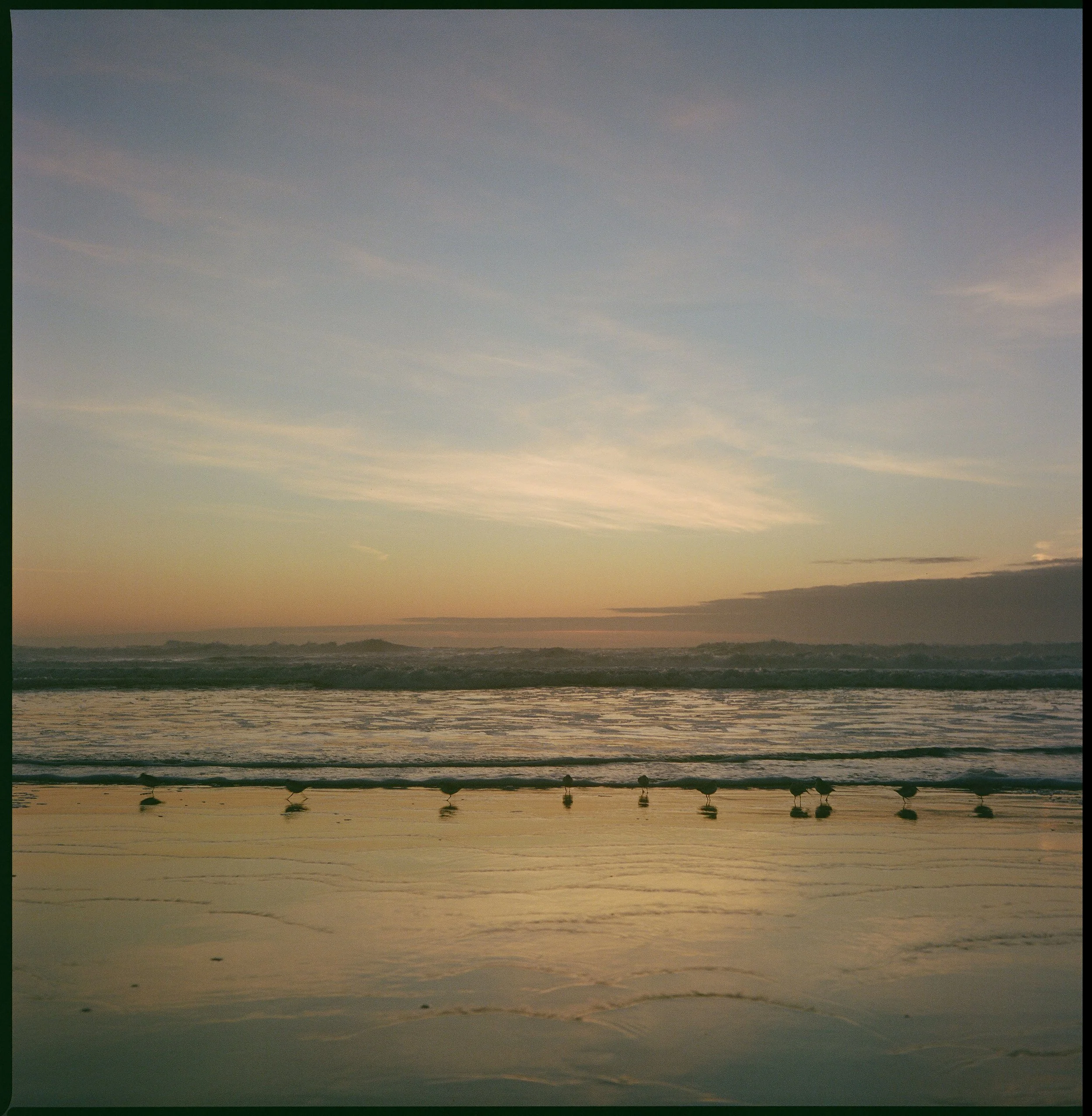 Sanderling Sunset (2025)