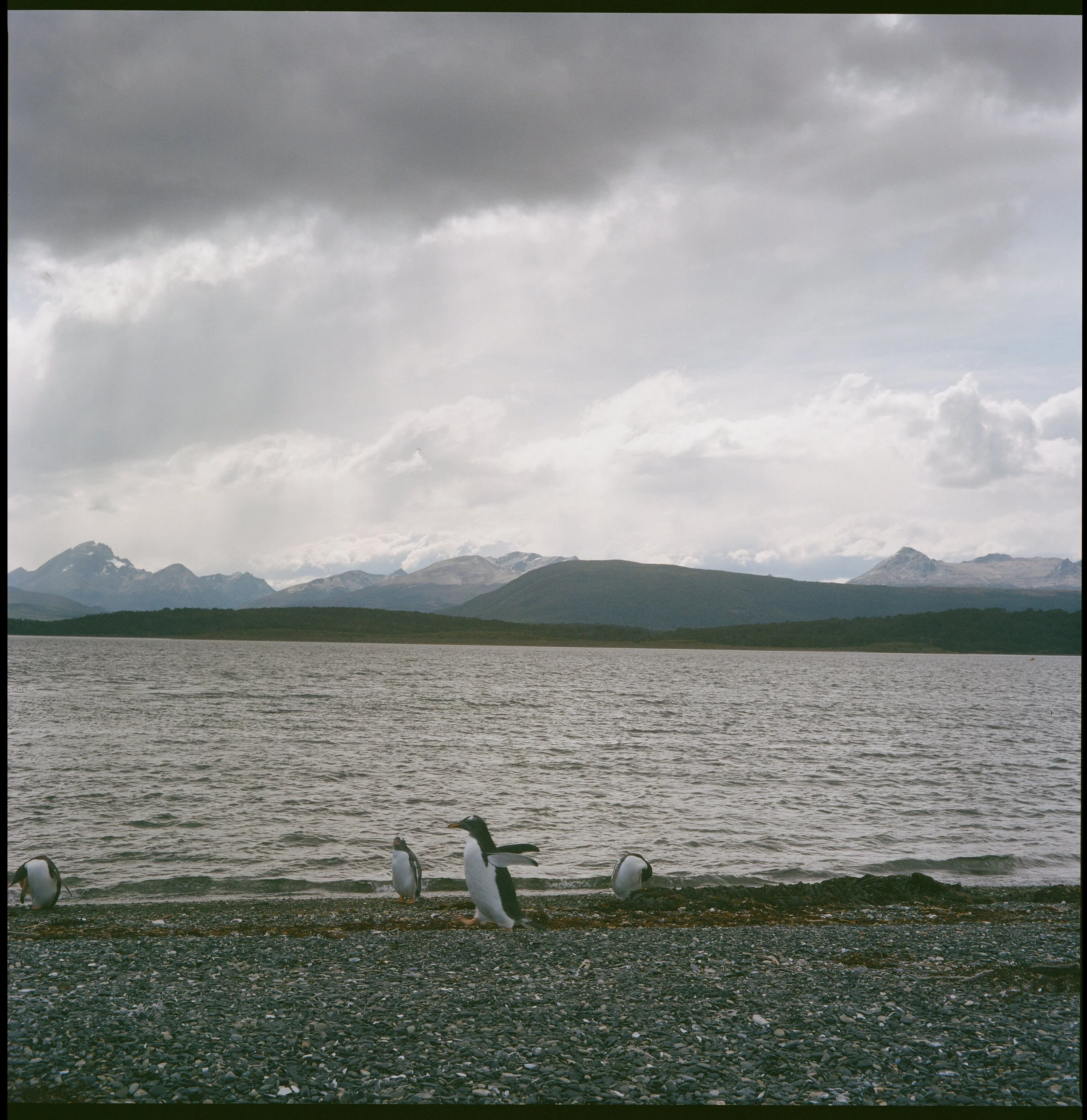 Gentoo Penguin on Isla Martillo (Tierra de Fuego NP)