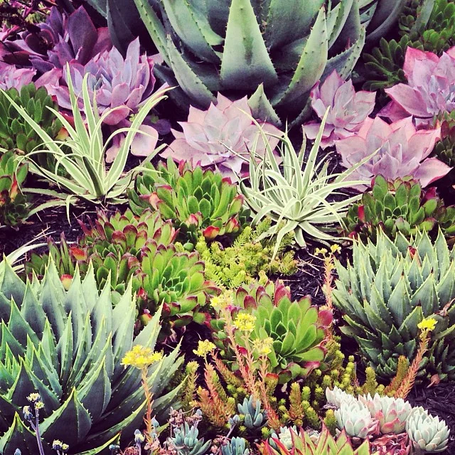 succulents in san francisco.jpg