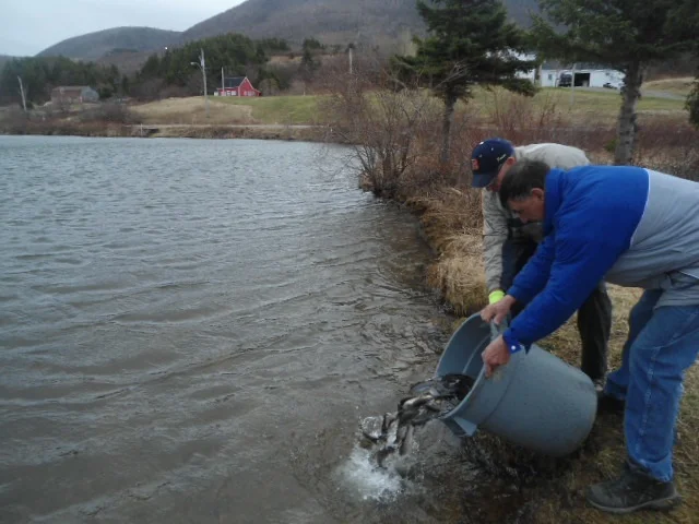 trout stocking.jpg